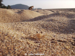 crab city on the beach at agonda reefmaster land and sea ... by John Johnson 